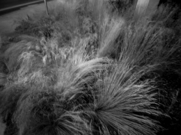  Grasses in Wind