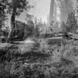 Trees, DBL Exp 